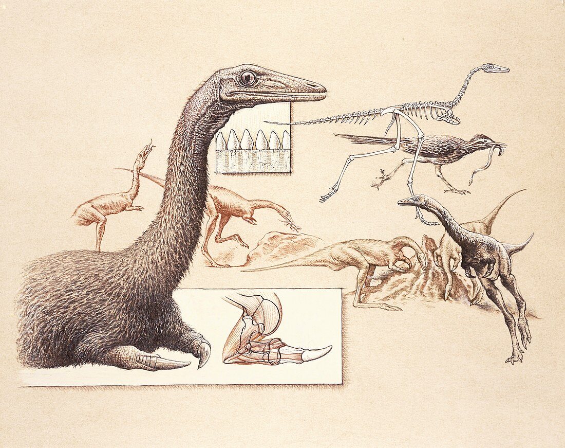 Mononykus dinosaur anatomy, illustration