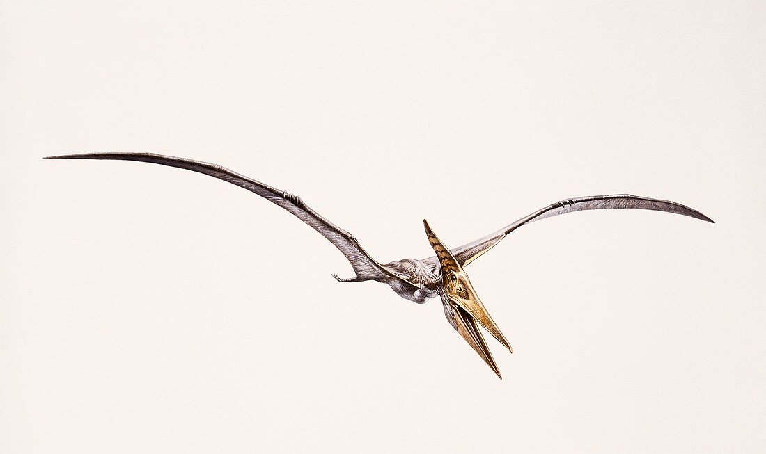 Pteranodon pterosaur, illustration