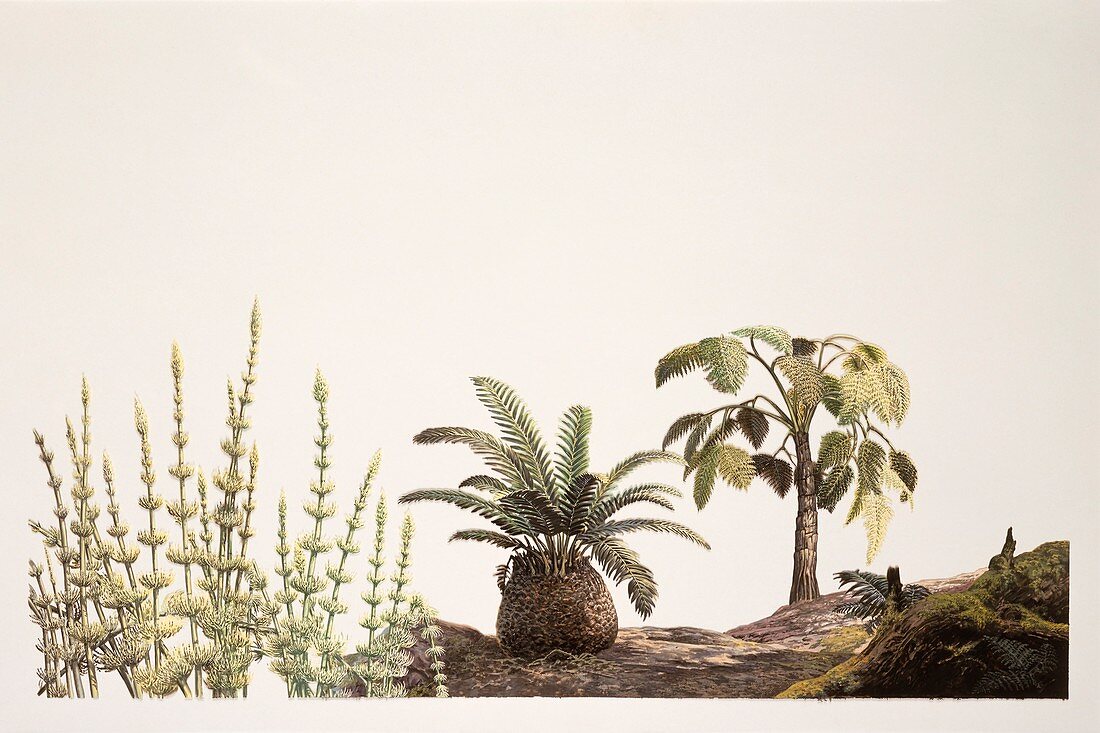 Triassic plants, illustration