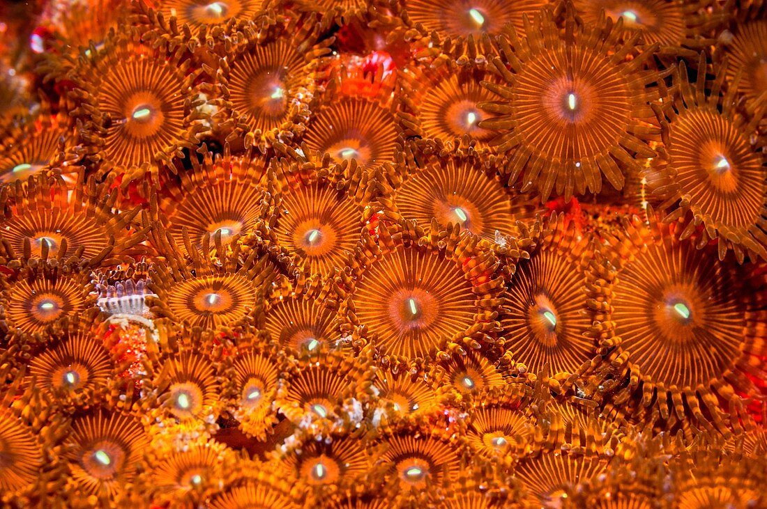 Zoanthid sea anemones, Indonesia