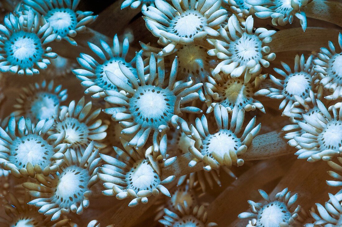 Flowerpot coral, Indonesia