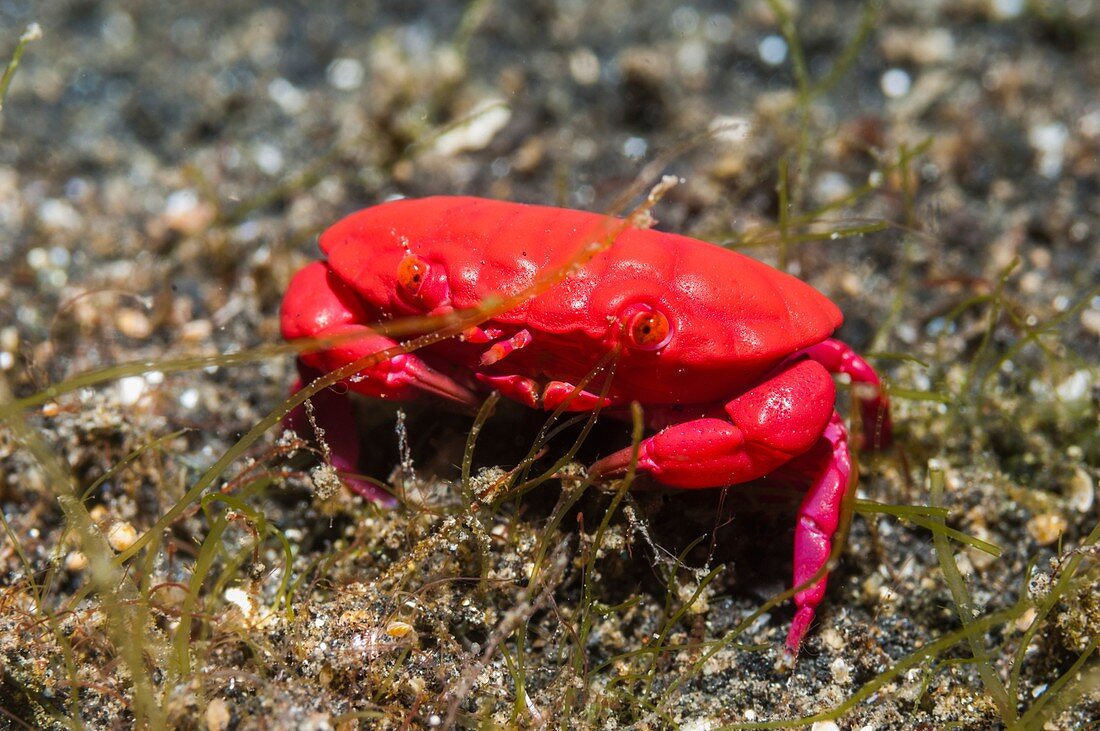 Red crab on a reef, Indonesia