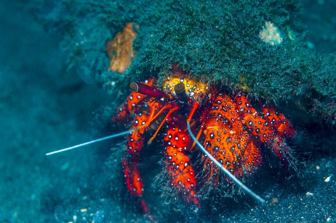 White-spotted hermit crab, Indonesia