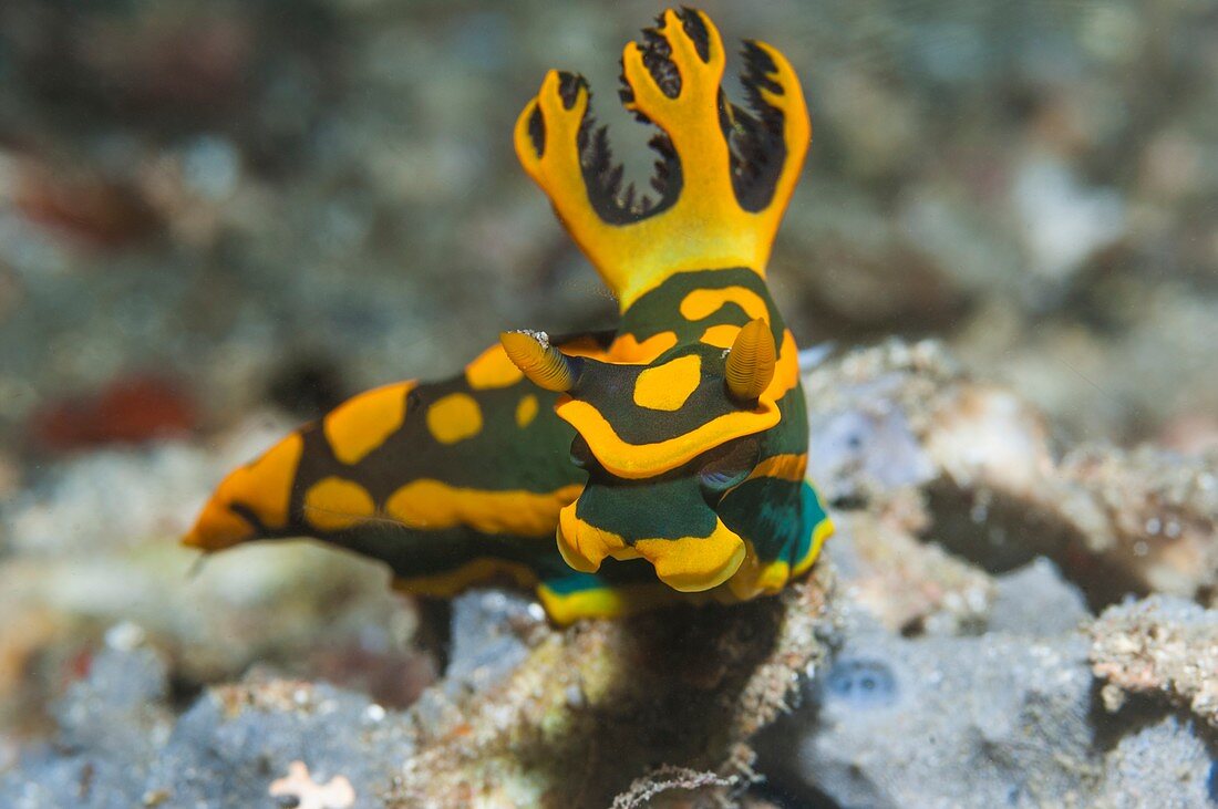Nudibranch on a reef, Indonesia