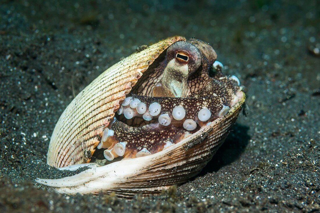 Veined octopus hiding in a shell, Indonesia