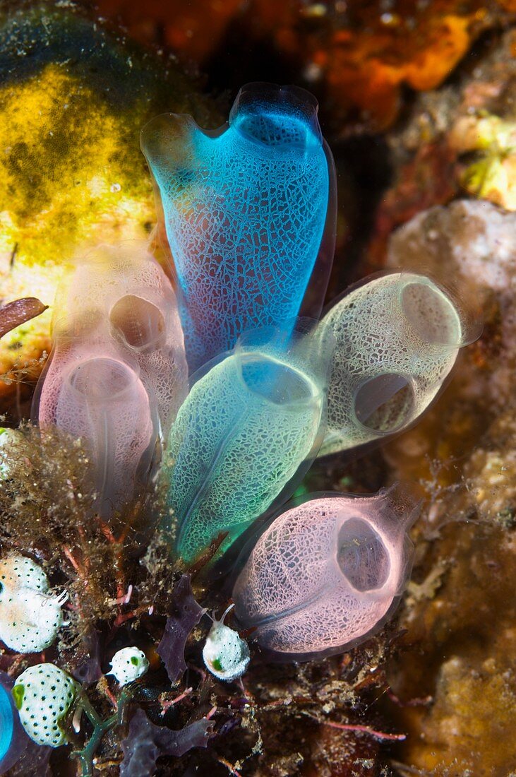 Sea squirts on a reef, Indonesia