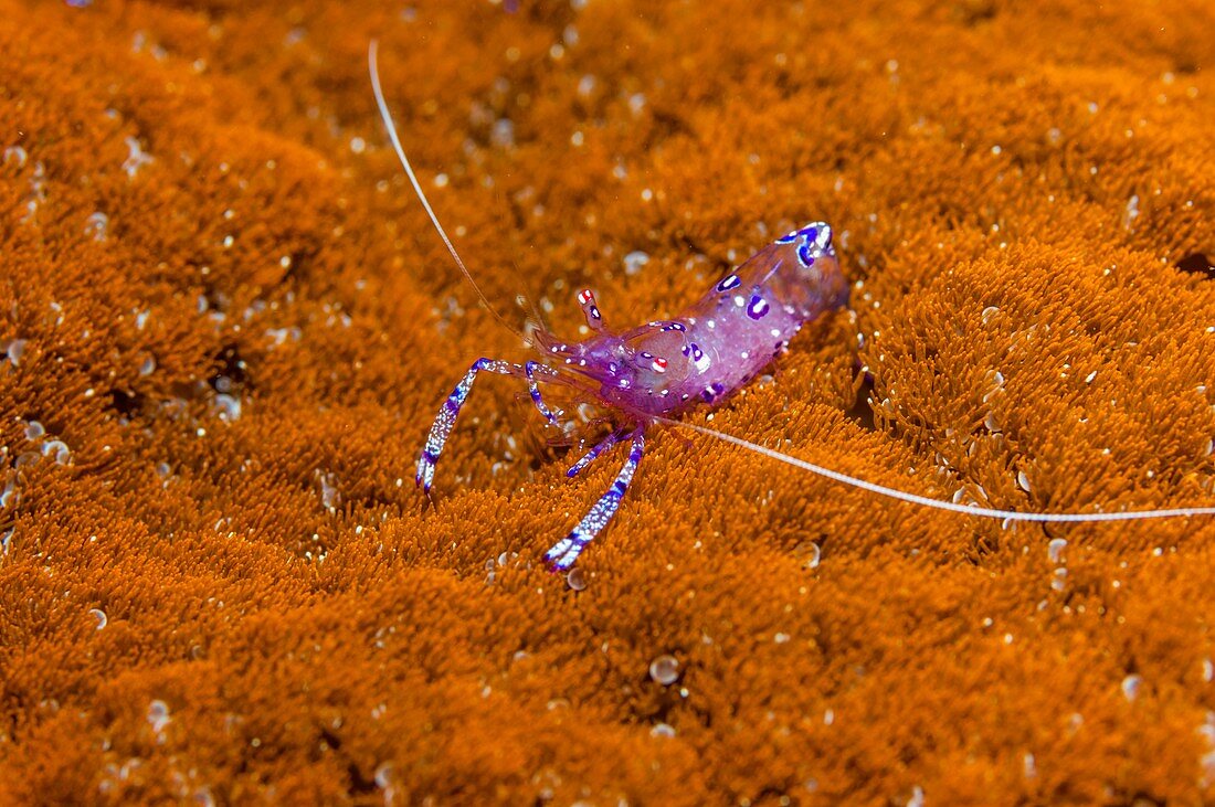 Cleaner shrimp, Indonesia