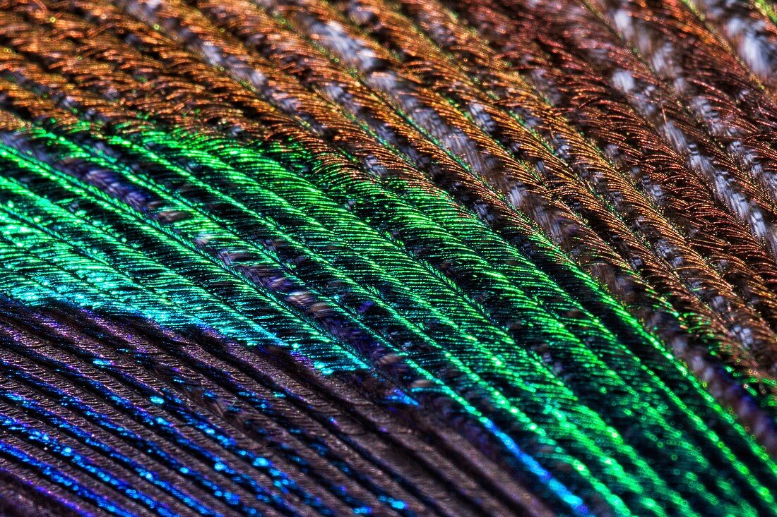 Male peacock feather, macro photograph