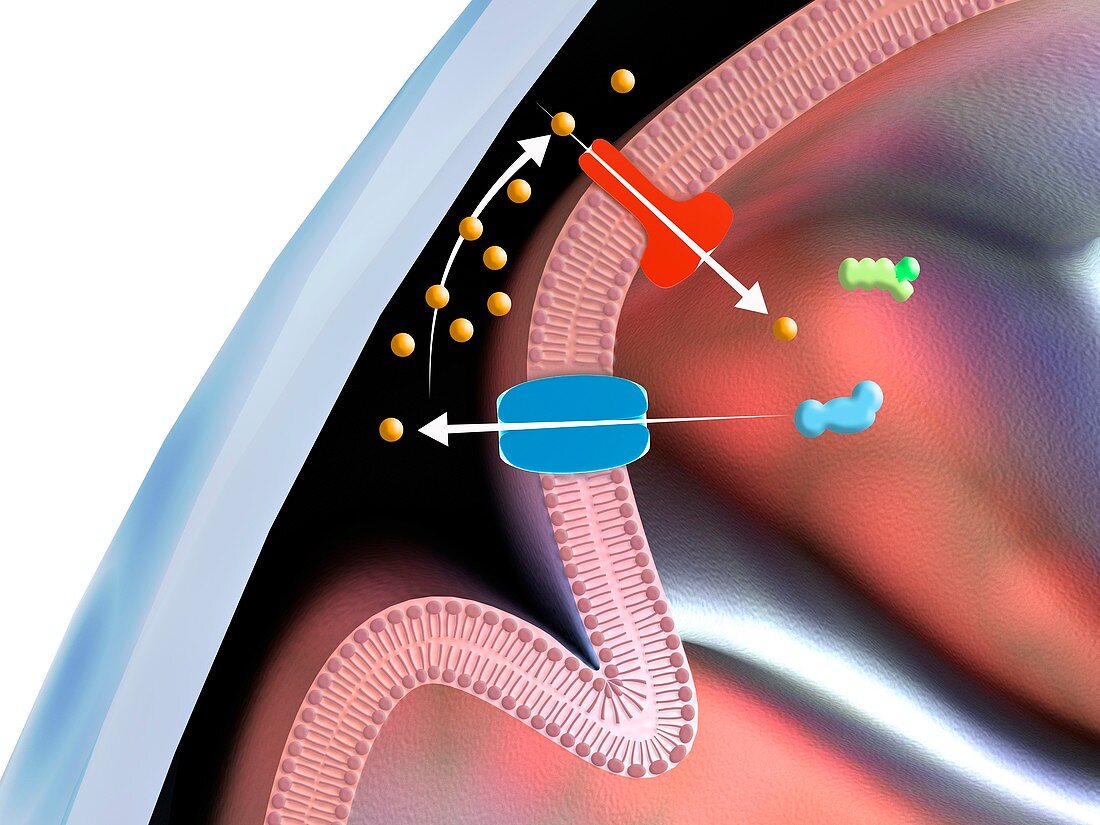 Mitochondrial membrane proteins, illustration