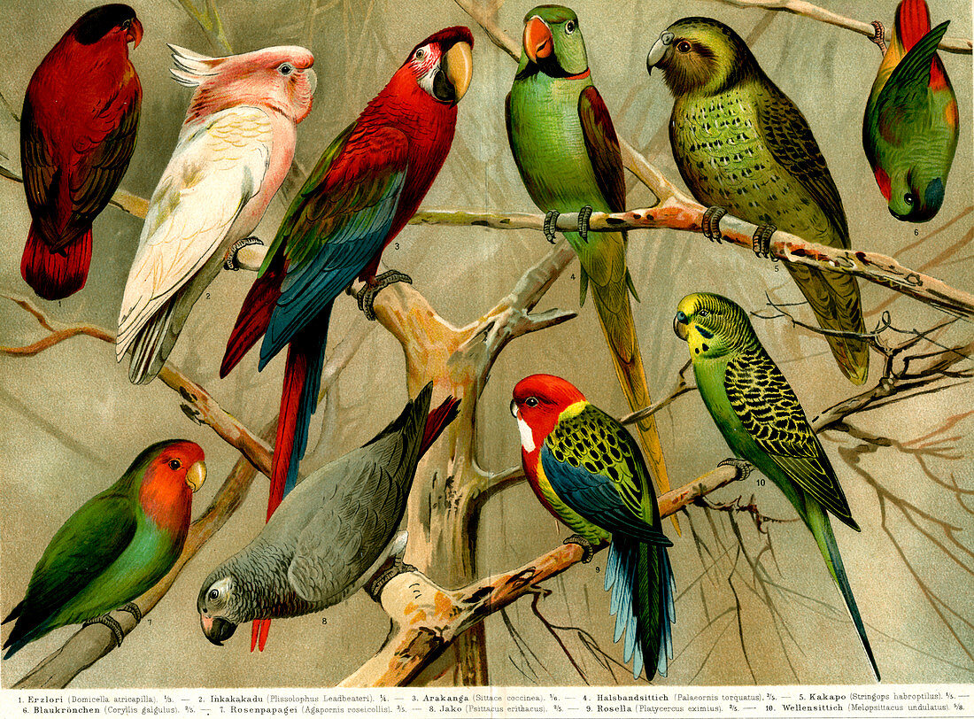 Parrots, 19th Century illustration