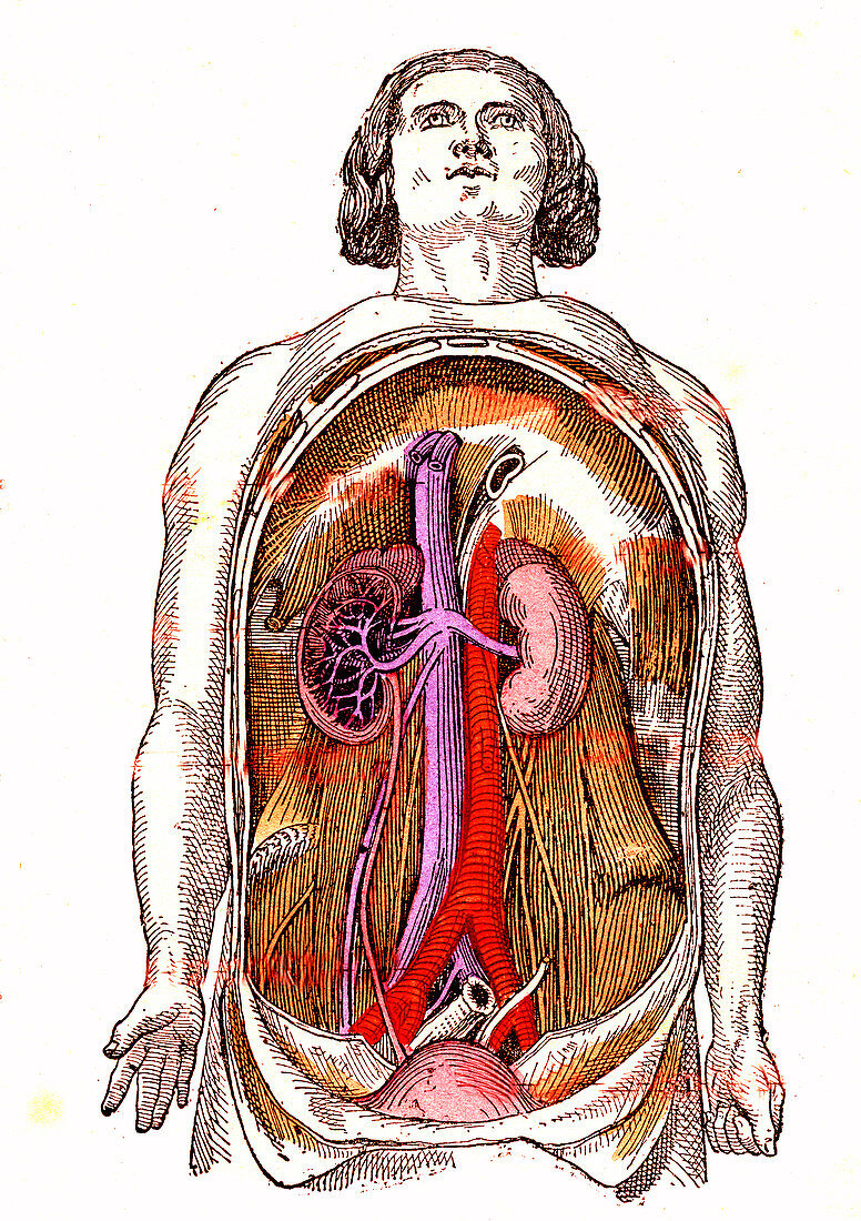 Human urinary system, 19th Century illustration