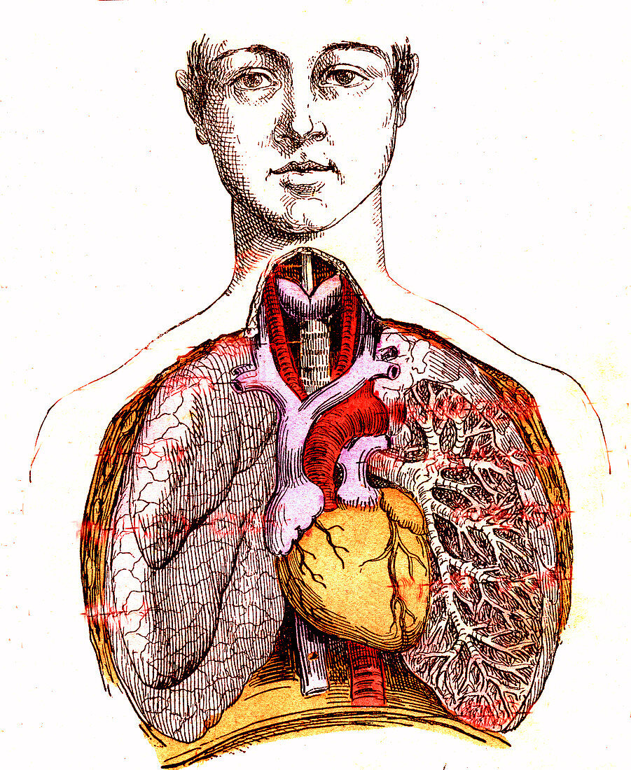 Human respiratory system, 19th Century illustration