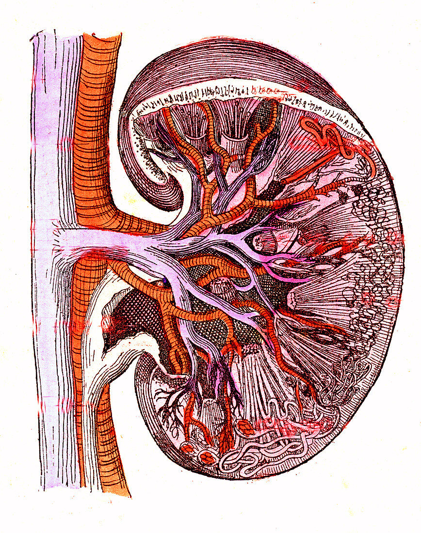 Human kidney, 19th Century illustration