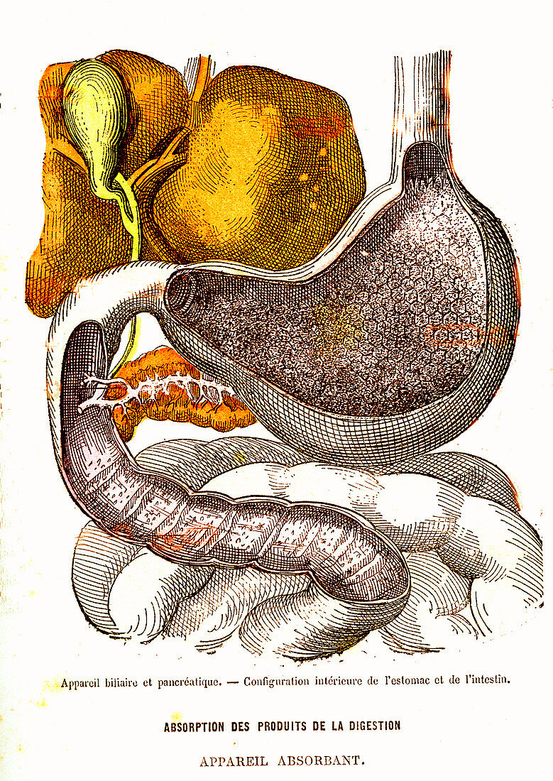 Human digestive system, 19th Century illustration