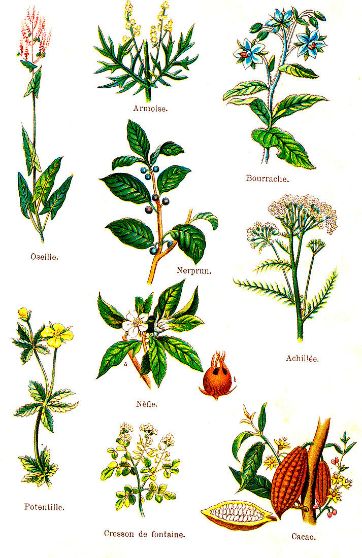 Edible and medicinal plants, 19th Century illustration