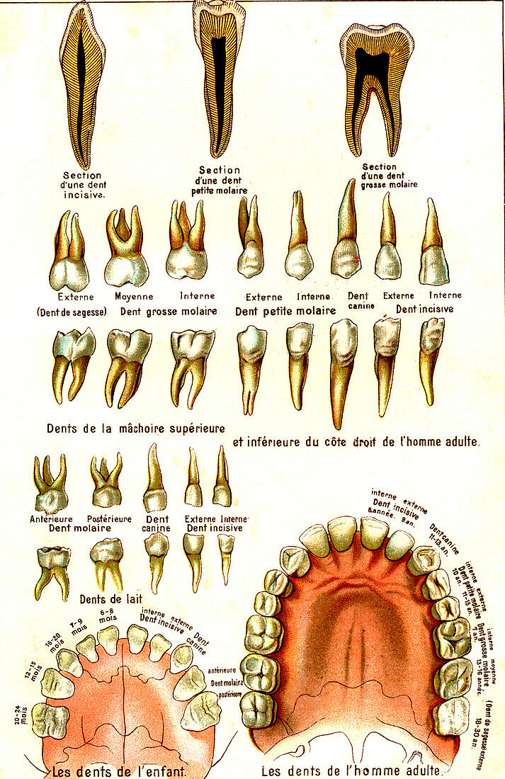 Adult and child teeth, 19th Century illustration