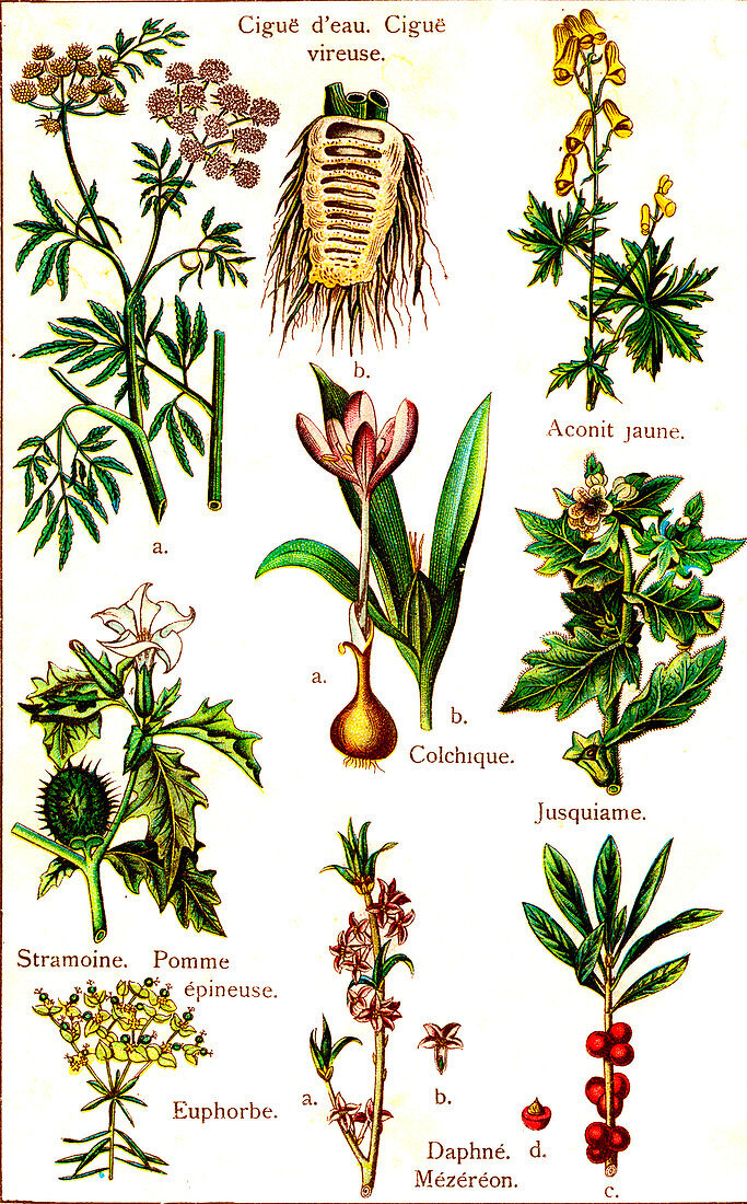 Poisonous plants, 19th Century illustration