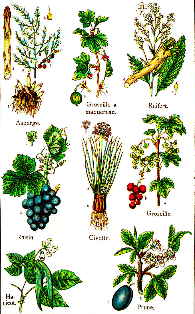 Edible plants, 19th Century illustration