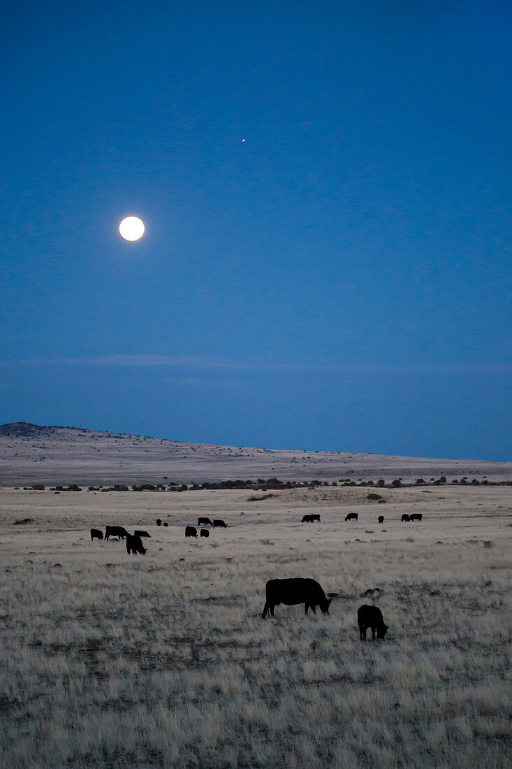 Full moon over cattle ranch, Arizona, USA