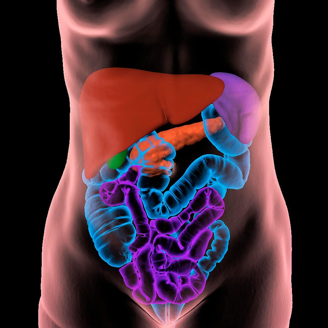 Human abdominal organs, 3D CT scan