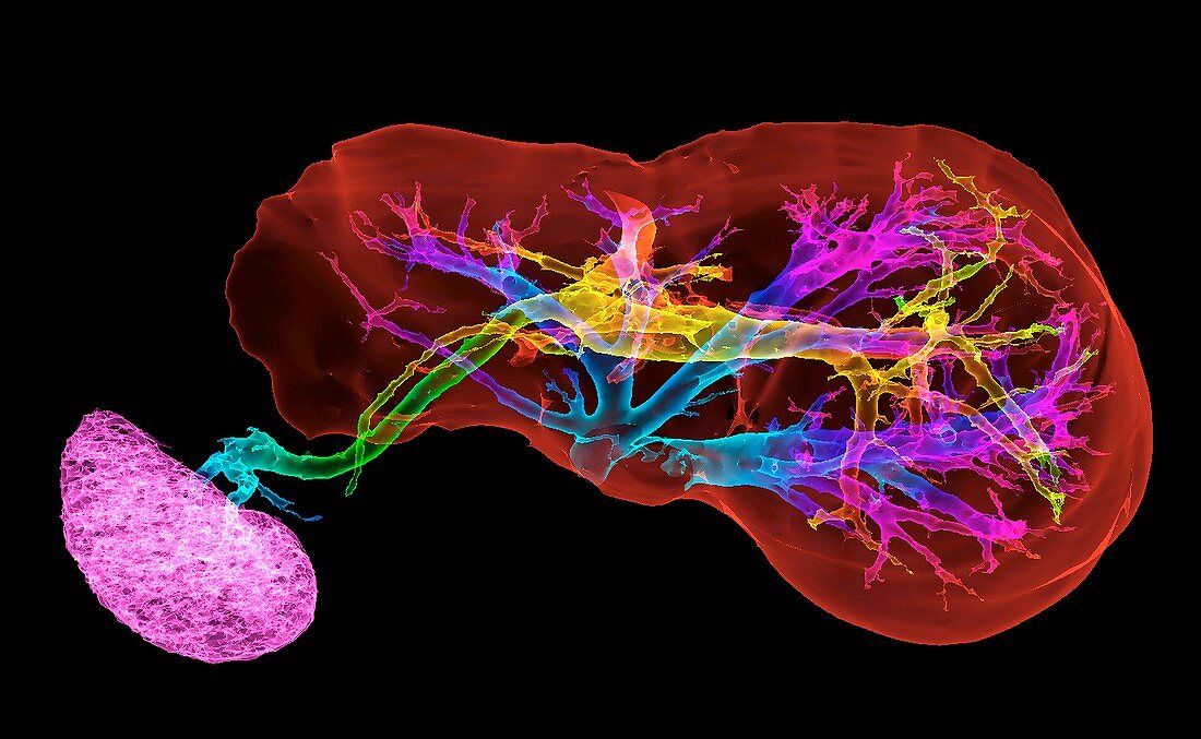 Liver and spleen and blood vessels, 3D CT scan