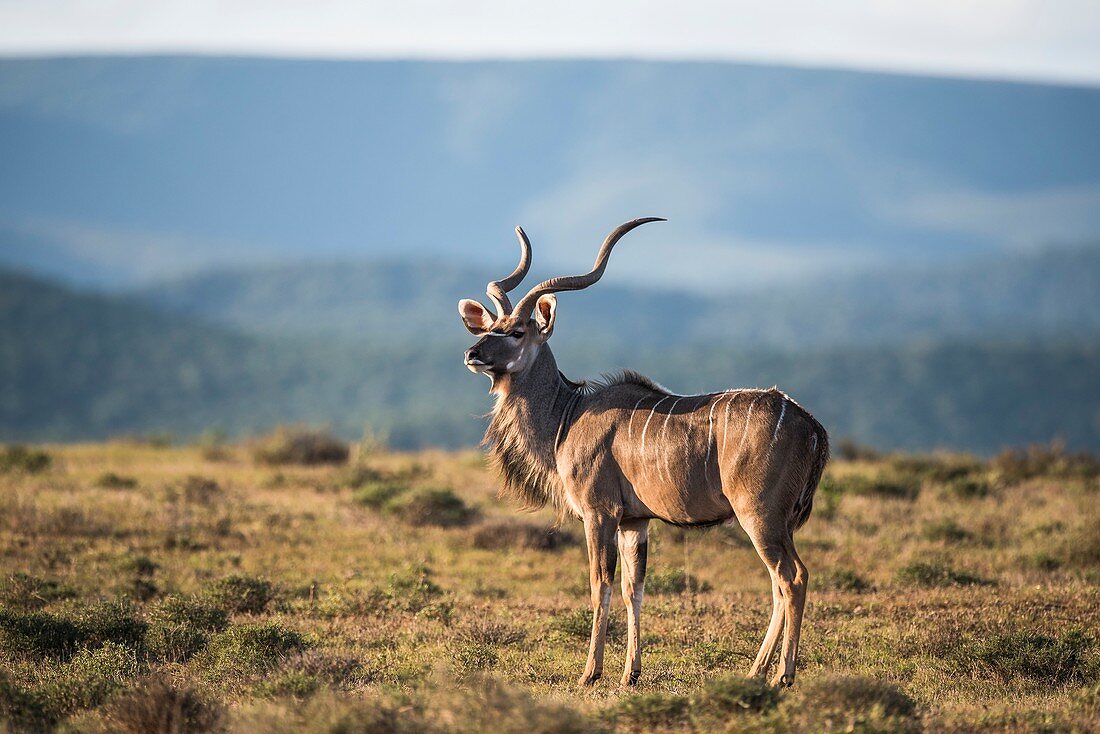 Kudu bull at dusk