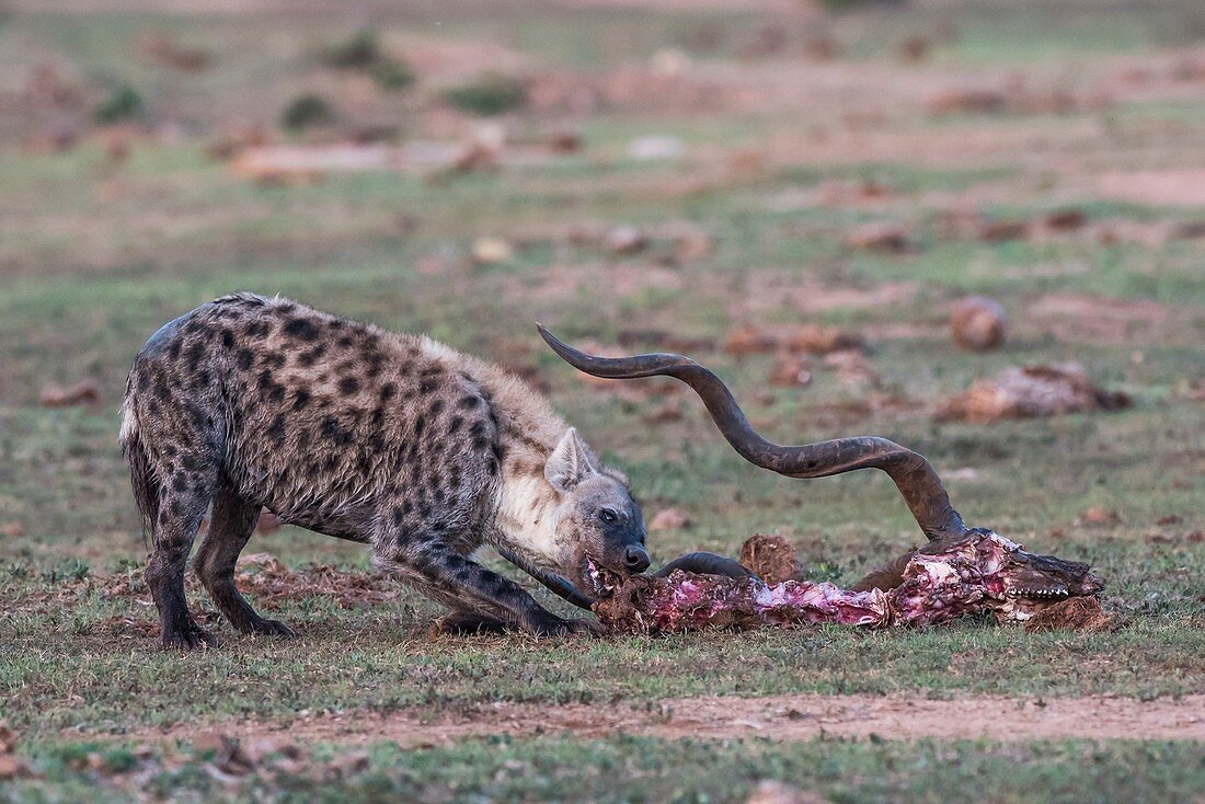 Spotted hyena scavenging on a dead kudu