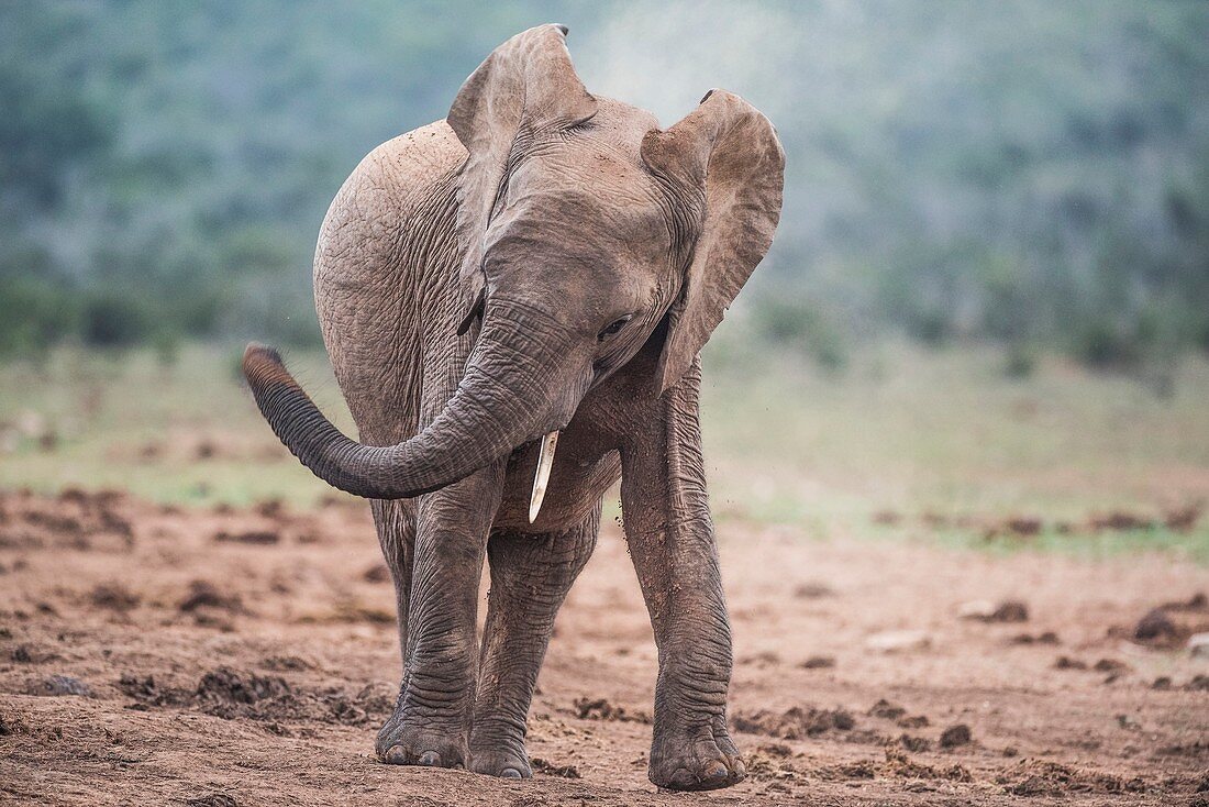 African elephant head shaking