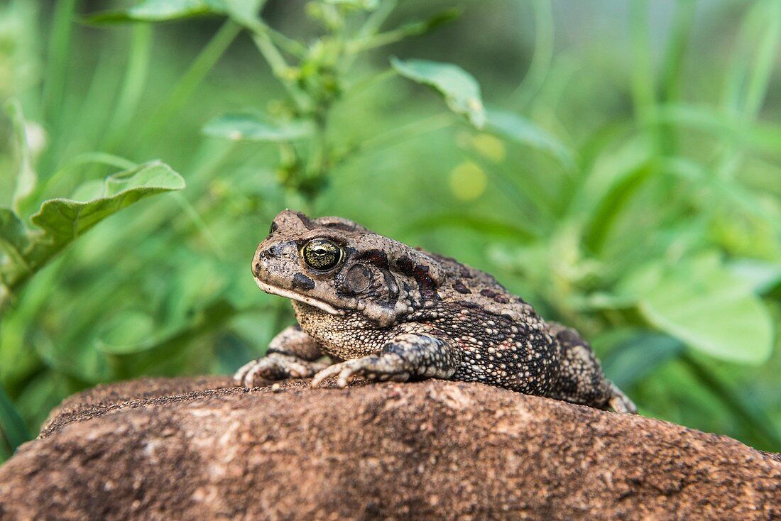 Raucous toad