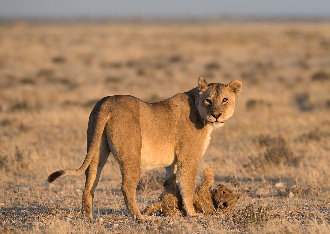 Lioness with playful cub