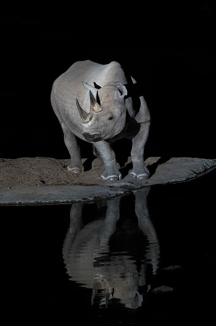 Black Rhinoceros at night