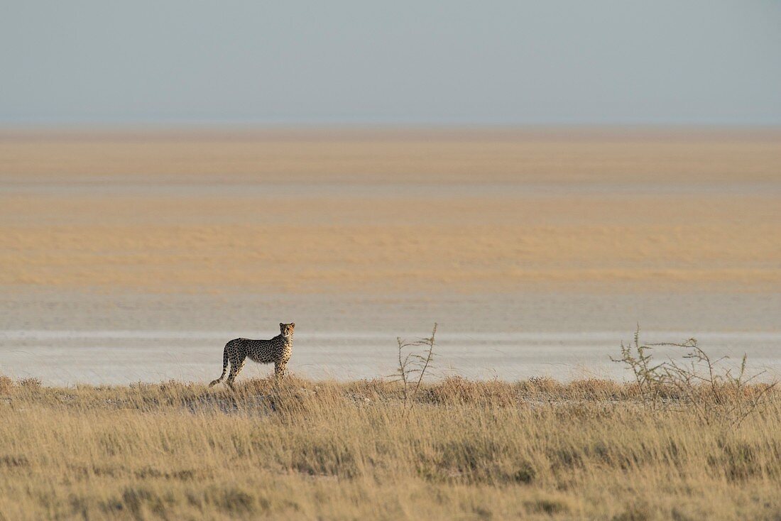 Cheetah alongside Etosha Pan