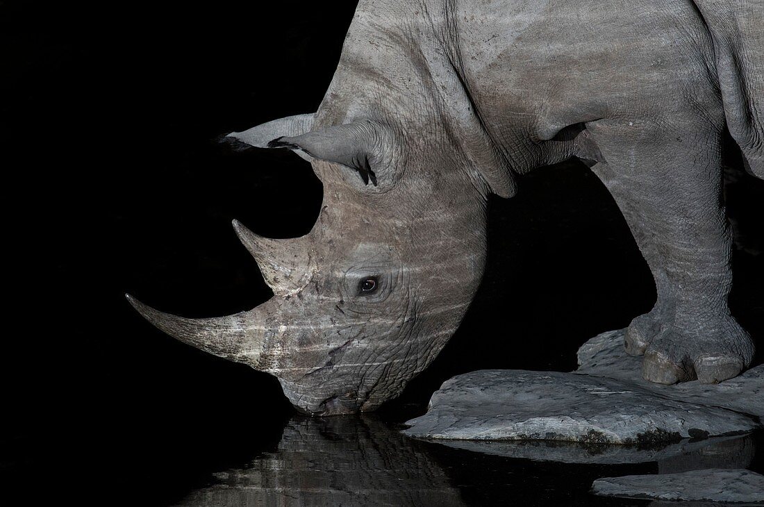 Black Rhinoceros at night
