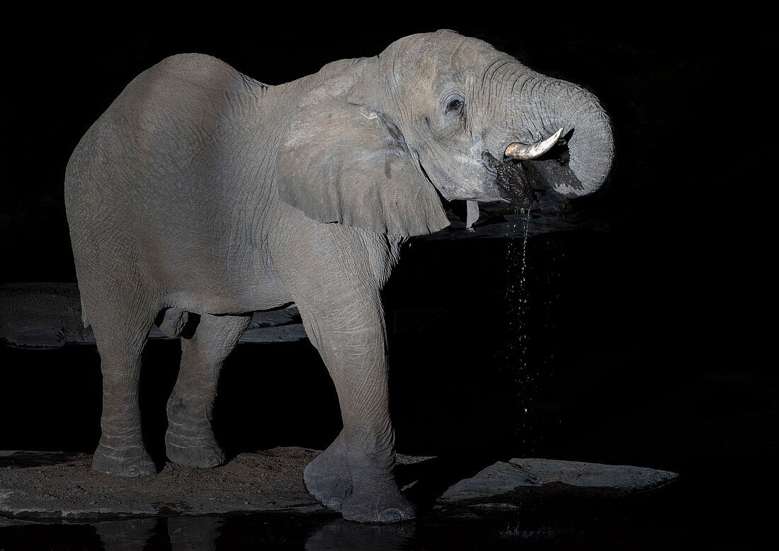 African Elephant drinking at night