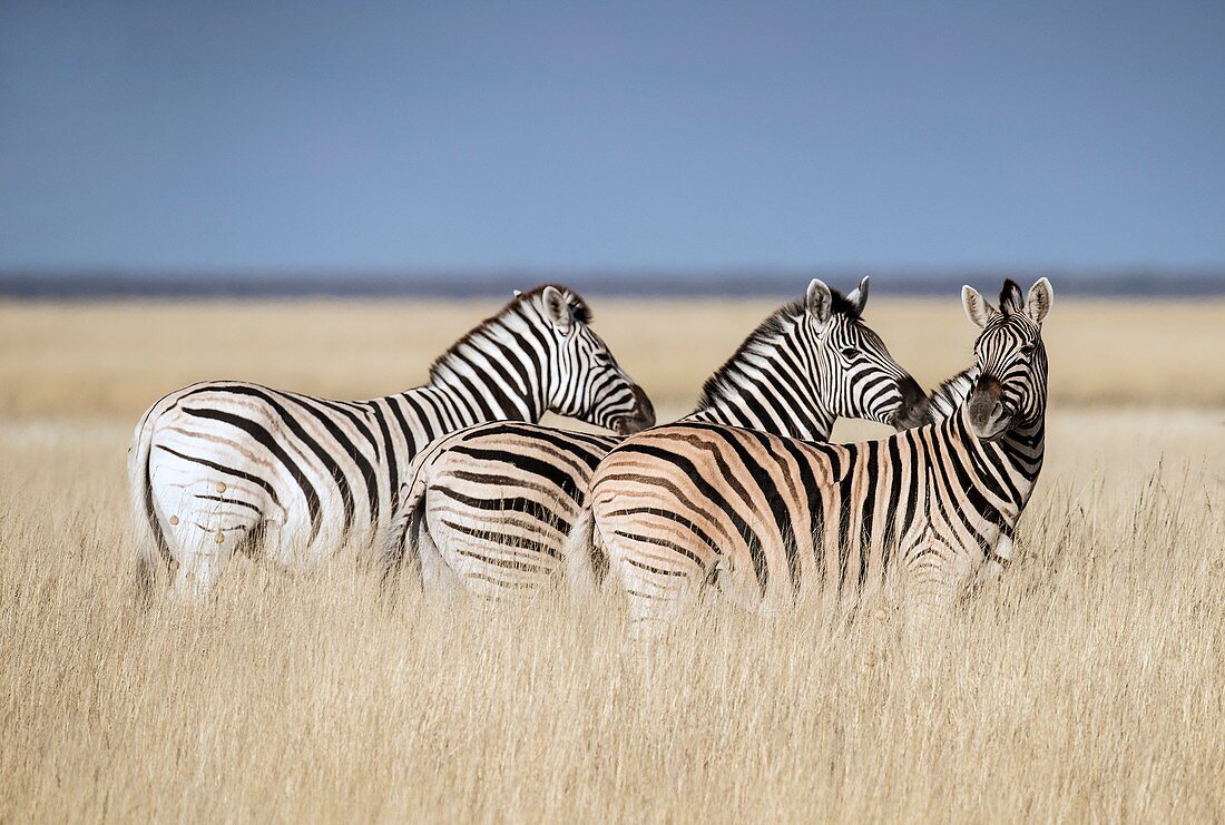 Zebras on a plain in Etosha National Park
