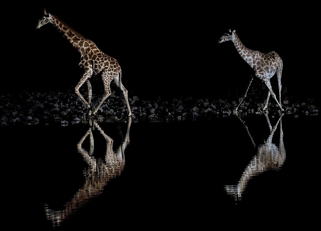 Giraffes at Okaukuejo waterhole at night