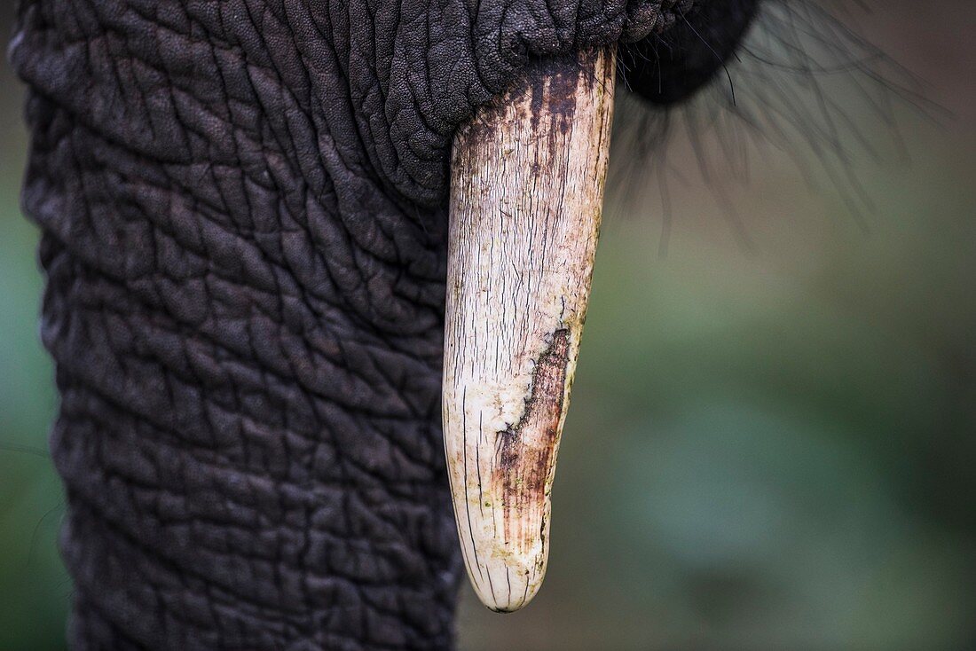 African elephant tusk