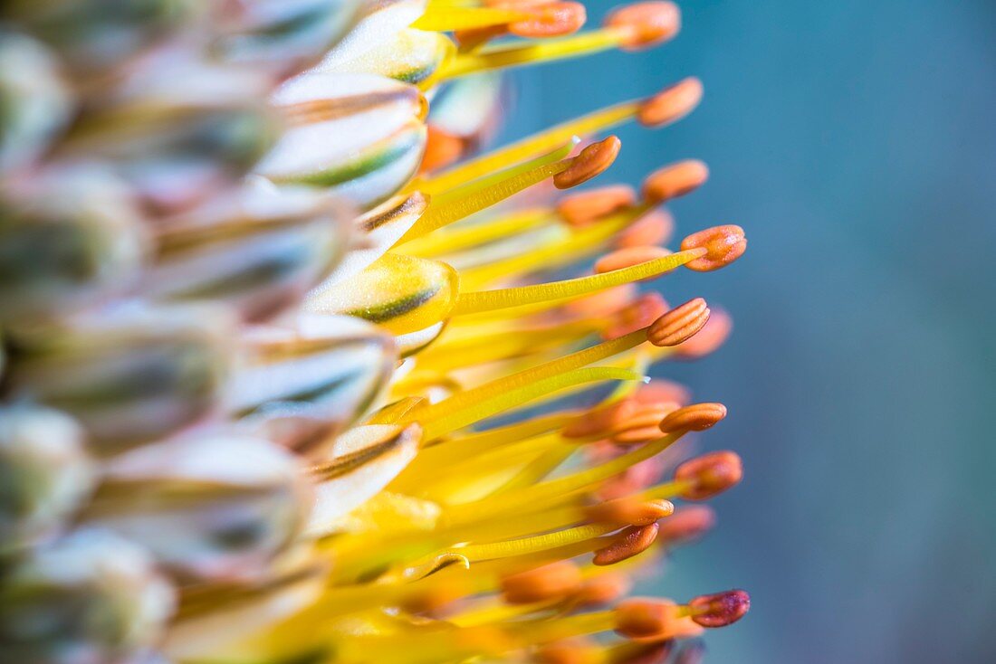 Aloe flower head