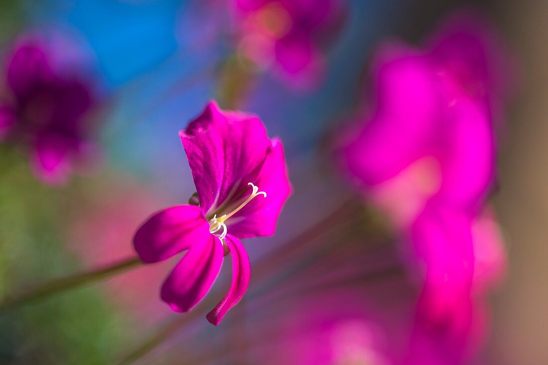 Pelargonium sericifolium flower