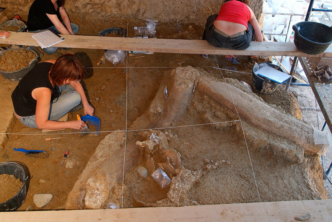 Mammoth fossil excavations