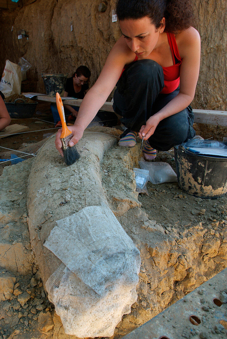 Mammoth fossil tusk excavations