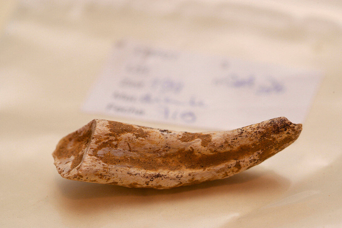 Hyena tooth fossil