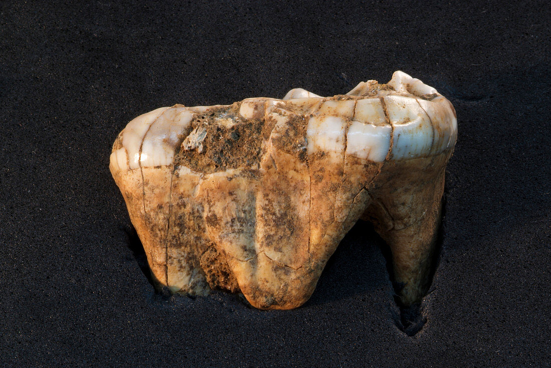 Bear tooth fossil
