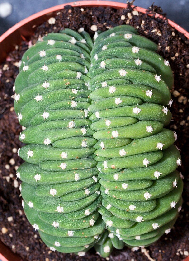 Crested San Pedro cactus