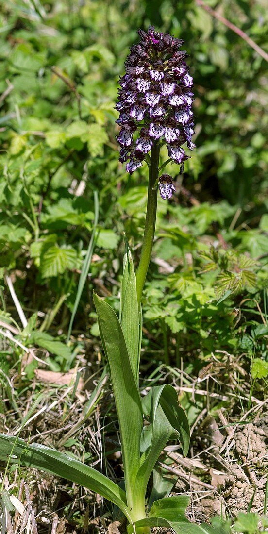 Lady orchid (Orchis purpurea) in flower