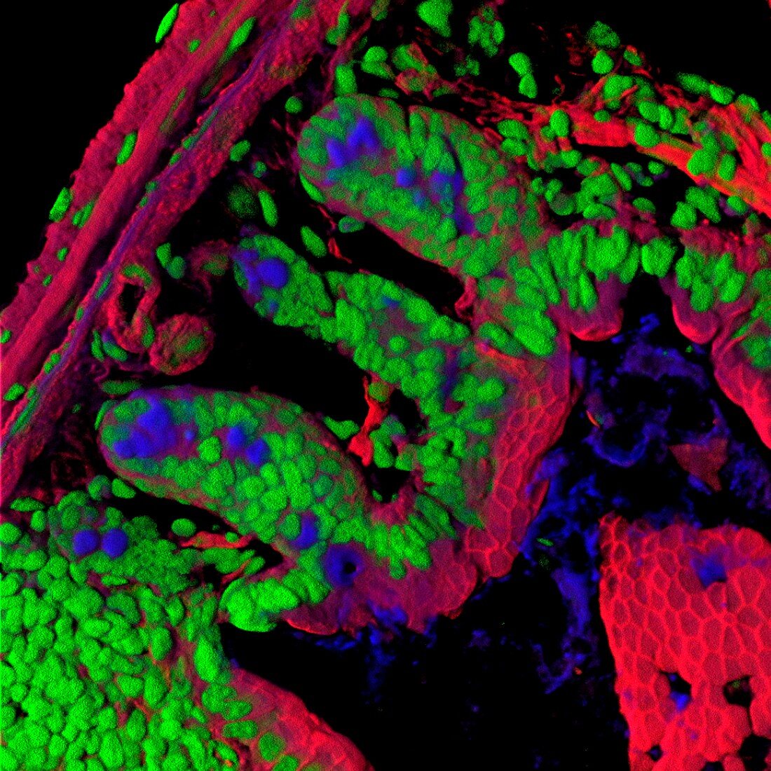 Intestinal tissue, fluorescent light micrograph