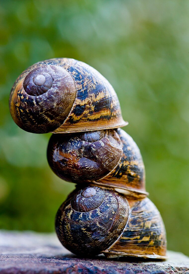 Garden snails