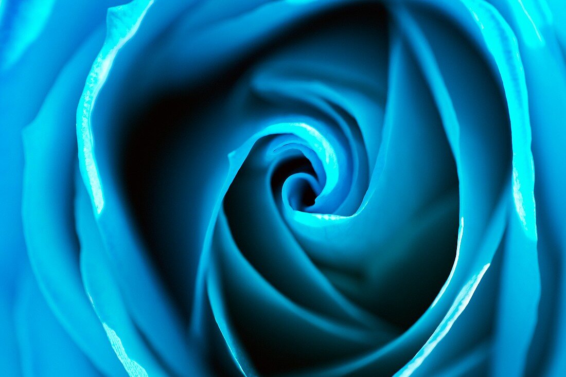Dyed blue rose