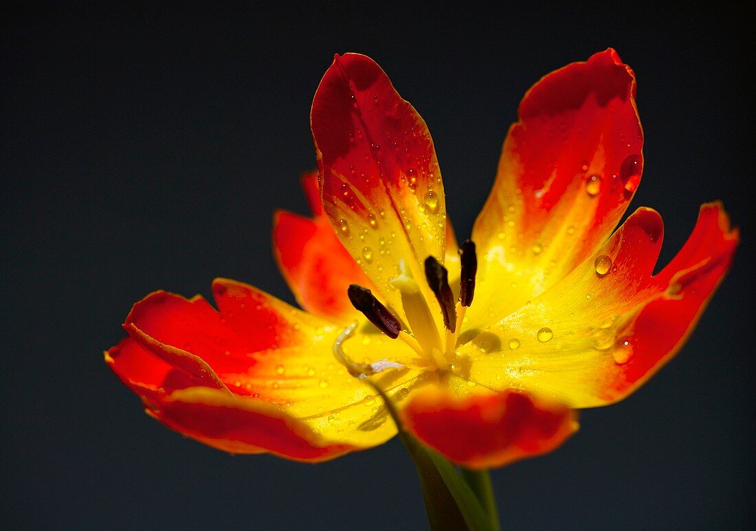 Tulipa 'Orange Princess' flower