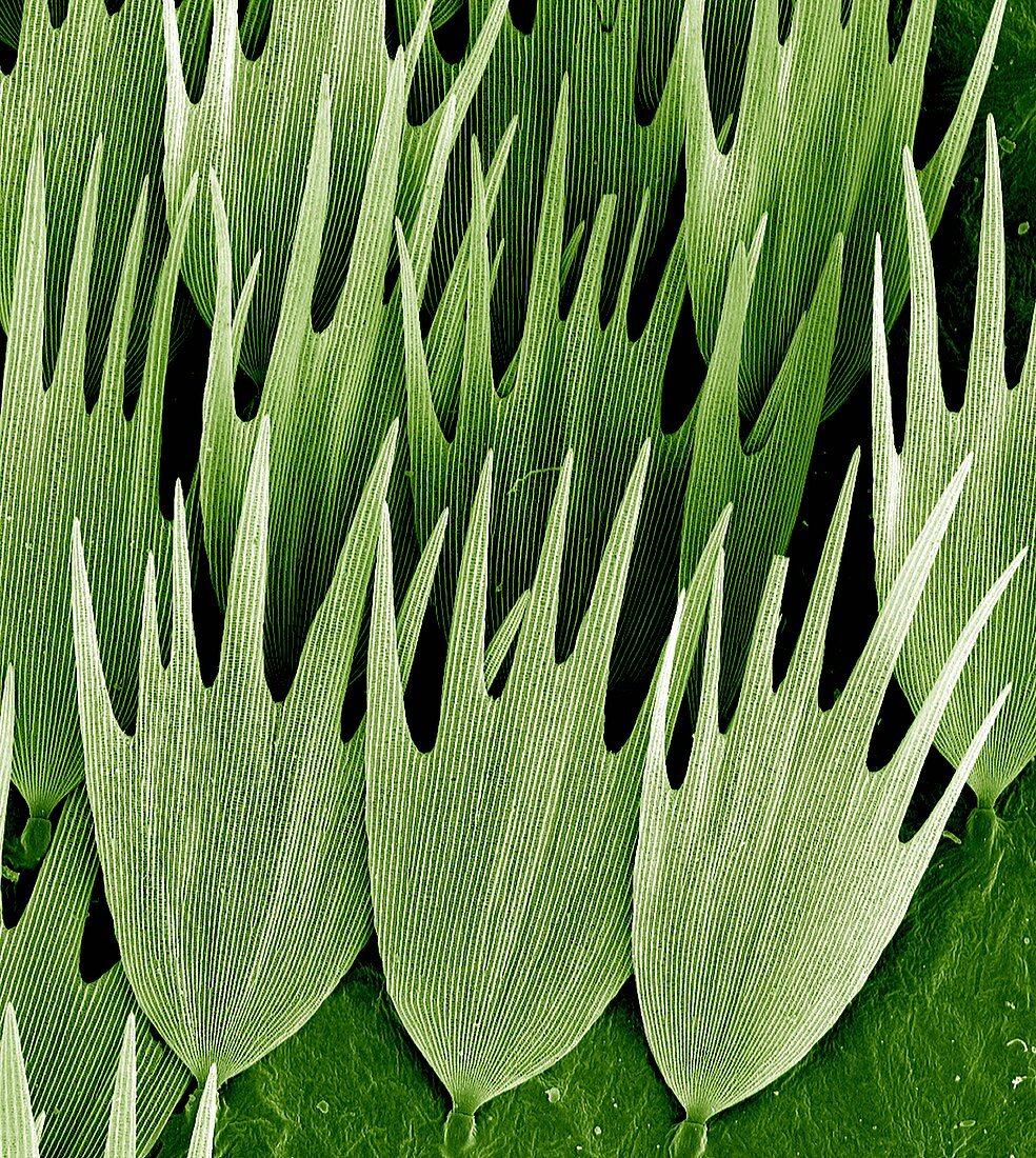 Moth wing scales, SEM